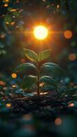 A young plant growing in the dark with the sun shining through photo
