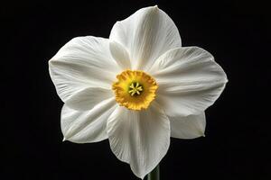 White daffodil on black background photo
