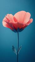 A single red poppy flower on a blue background photo