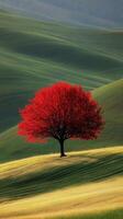 A lone tree in a field photo