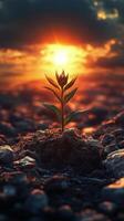 A plant growing out of the ground in the sunset photo