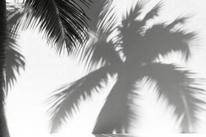 Palm trees casting shadows on a white wall photo