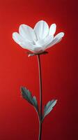 A single white flower is on a red background photo