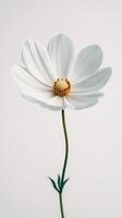 White cosmos flower on white background photo