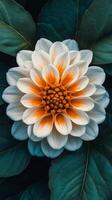 A white and orange flower is shown in the center of a large green leaf photo