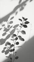 A plant with leaves on a wall photo