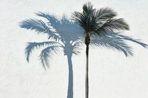 Palm tree shadow on white wall photo