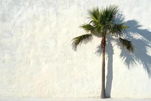 Palm tree against white wall photo