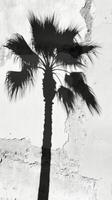 Palm tree shadow on a wall photo
