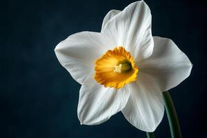 A single white daffodil with a yellow center photo