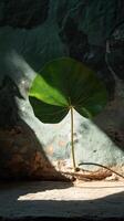 A green leaf growing out of a wall photo