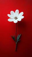 A white flower on a red background photo