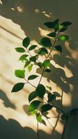 A plant with leaves on a wall photo