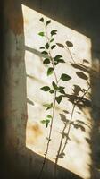 A plant growing in front of a window photo
