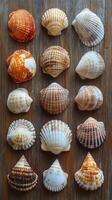 Sea shells on wooden background photo