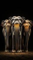 Three elephants standing in a row photo