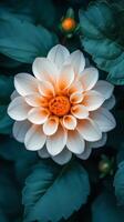 A white and orange flower is shown in the center of a green plant photo