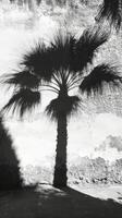 Palm tree shadow, black and white, on a wall photo