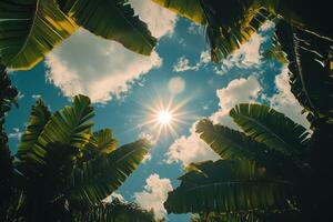 The sun shines through the leaves of a banana tree photo