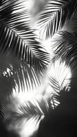 Palm leaves on a black background photo