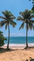 Two palm trees on a sandy beach with blue sky photo
