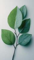 A green leaf on a white surface photo