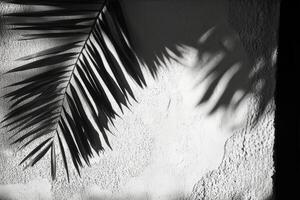 Palm leaf, black and white, on a wall photo