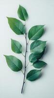 A branch with leaves on a white background photo