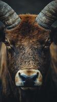 A close up of a bull with large horns photo