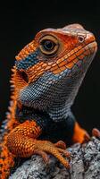 A close up of an orange lizard with black spots photo