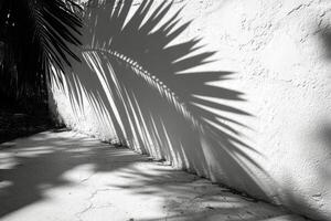 Palm shadow on a wall photo