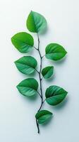 A branch of green leaves on a white background photo