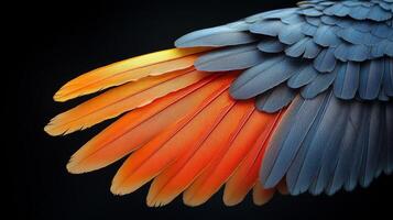 A close up of a colorful parrot's wings photo