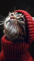 A cat wearing a red sweater and hat photo