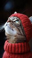A cat wearing a red sweater and a hat photo