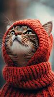 A cat wearing a red sweater and a hat photo