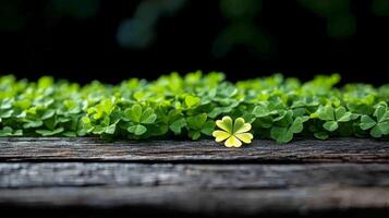 Four leaf clover on wooden table with black background photo