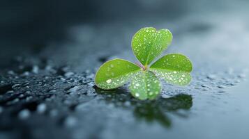 A four leaf clover with water droplets on it photo