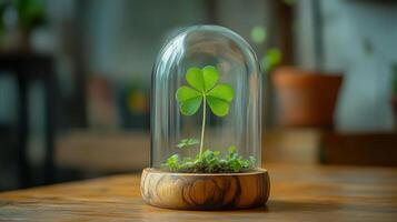 A four leaf clover in a glass dome on a wooden table photo