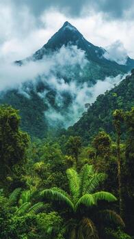 A tropical rainforest in the amazon rainforest photo