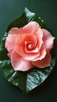 A pink rose is on top of a green leaf photo