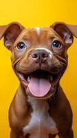 A dog with its tongue out photo