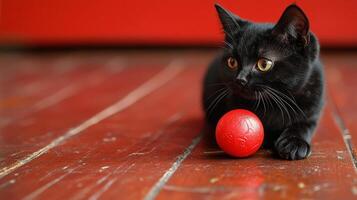 A black cat playing with a red ball photo