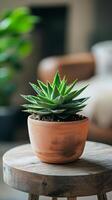 A small potted succulent plant on a wooden table photo