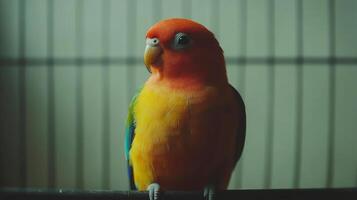 A colorful bird is sitting on a perch photo