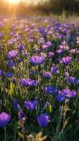 Cosmos flowers in the field at sunset photo