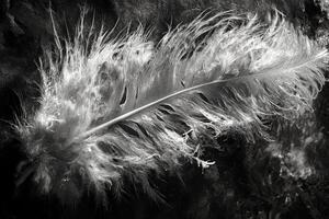 A black and white photo of a feather