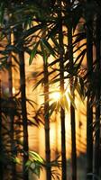 A bamboo tree with the sun shining through the leaves photo