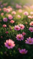Pink flowers in the grass at sunset photo