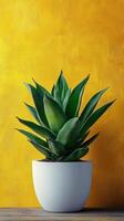 A plant in a white bowl photo
